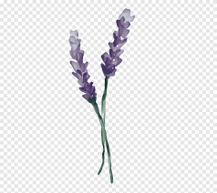 We did not find results for: Two Purple Flowers Illustration English Lavender Twig Plant Stem Olympic Lavender Company Purple Violet Png Pngegg