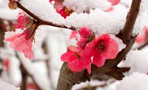Risultati immagini per disegni paesaggi invernali ricami natalizi libri da colorare colori di natale. Speciale Fiori Invernali I Piu Belli Da Avere In Casa O Sul Balcone Leitv