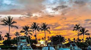 Image result for Olinia chimanimani