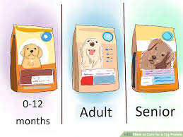 6 ways to care for a toy poodle wikihow