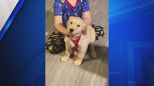 Maybe you would like to learn more about one of these? Public Health Officials Investigate St Charles Kennel After Puppy Dies