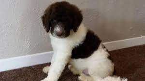 We did not find results for: Parti Standard Poodles For Sale In Dallas Texas Classified Americanlisted Com