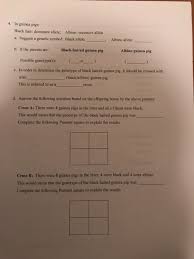Since black is dominant, 3 out of 4 of those options result in black hair. Solved 4 In Guinea Pigs Black Hair Dominant Allele Al Chegg Com