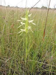 Image result for Centrostigma