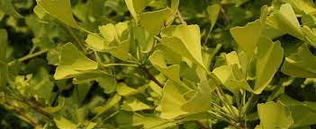 Get the shocking facts about top prostate relief supplements. Ginkgo Maidenhair Tree Ginkgo Biloba Goldspire