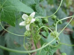 Image result for Cucurbitaceae