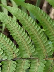 Image result for Christella parasitica