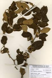 Image result for Ziziphus abyssinica