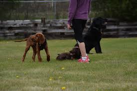 Positive puppy socialization experiences are so important if you want your little one to enjoy a socializing your puppy with other people. Puppy Socialization Classes All Creatures Veterinary Clinic