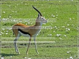 Male grants gazelle (nanger granti), lake nakuru national park, kenya. Pin On Gazelle Referance
