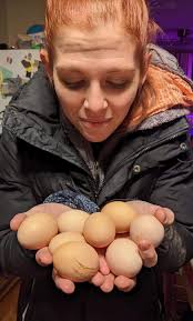 Laying hens: 13, daily egg collection 7-11