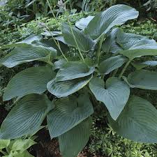 The flowers are white and come out in late summer. The Best Of The Best Hostas Finegardening