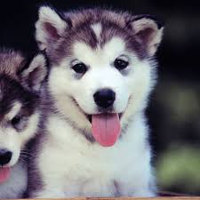 Check spelling or type a new query. Cute Dog Wallpapers Ipad Minimalist Dog Bed