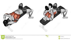 bodybuilding chest exercises chart images