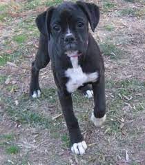 Boxer puppy for sale in bridgeton, nj, usa. Black And White Boxer Dog Off 66 Www Usushimd Com