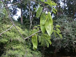 Image result for Dalbergia acutifoliolata