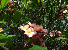 Caricato alle 19 aprile 2018. Immagini Stock Plumeria Rubra Questa Pianta E Un Albero Tropicale Americano O Arbusto Con Grappoli Di Fiori Profumati Bianchi Rosa O Gialli Image 90239982