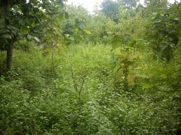 Image result for lahan kosong