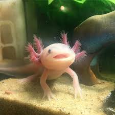 House A Few Axolotl Axolotl Cute Axolotl Weird Animals