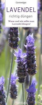 Lavendel Alles Zu Sorten Anbau Pflege Plantura Lavendel Schneiden Lavendel Pflanzen