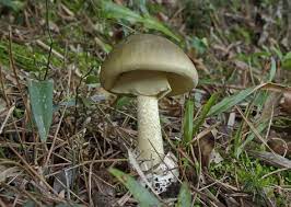 5 Common Mushrooms Poisonous To Dogs And Other Pets Slideshow