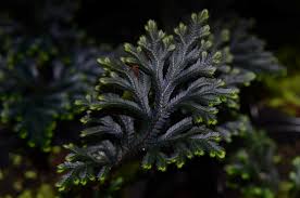 Image result for Selaginella afrorum