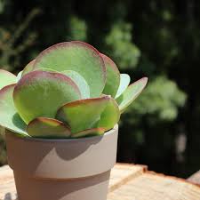 Image result for kalanchoe thyrsiflora