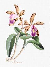 Botanical Illustration Flower Clip Art Digital Image Etsy Ilustracao Botanica Desenho Botanico Botanica