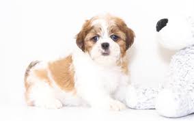 Indir Duvar Kagidi Shih Tzu Yavrusu Kucuk Sevimli Kopek Beyaz Kahverengi Kopek Evcil Hayvan Shih Tzu Shih Tzu Puppy Small Puppies