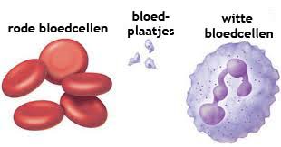 Afbeeldingsresultaat voor witte bloedcellen