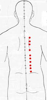 Maciocia Online The Clinical Use Of The Back Shu Points
