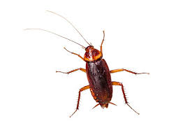 Our top pet safe roach killer: 8 Best Pet Safe Roach Killer Product Reviews Guides And Faq