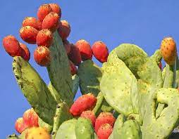 Jul 15, 2021 · after you eat an avocado, the temptation to grow your own plant is almost irresistible. Pin On Saguaros Wildflowers In Arizona