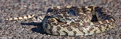 The gopher snake is active mainly during the day, except in extreme heat when it ventures out at night. Gopher Snake Doing Its Best Rattlesnake Imitation Sonoran Images