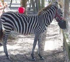 Emerald Coast Zoo Map Discover Creatures Great And Small At Emerald Coast Zoo In Crestview -  Walton Outdoors