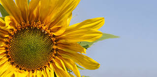 Sunflowers are senstive to root disturbance; Sunflowers How To Grow Them In Fort Lauderdale