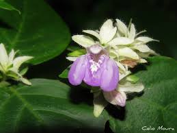 Image result for Justicia matammensis