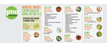 In a laboratory a corn plant is transformed with this new modified cry 1ab gene which will provide the corn plant with insecticidal protection. What Is The Purpose Genetic Engineering Of Crop Plants And Domestic Animals Gmo Answers