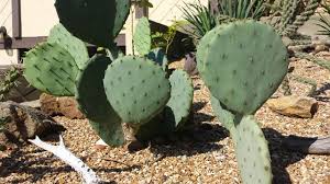 I'm trying to specify a dye (cactus green), and i've tried multiple. My Cactus Garden Kansas City Youtube