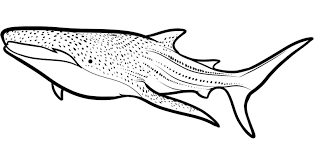 Free Printable Shark Coloring Pages Http Www Duoxheero Com Free Printable Shark Coloring Pages Html Coloringpages Shark Coloring Pages Have Nautical Them