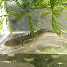楽天市場 淡水魚 ナマズ 養殖 1匹 生体 川村淡水魚販売 楽天市場店
