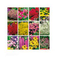 Check spelling or type a new query. Sparset 12 Pracht Stauden Staudenpaket A B Stauden Beete Stauden Ahrens Sieberz Pflanzenversand Gartenbedarf