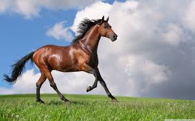 Check spelling or type a new query. Free Photo Running Horse Animal Field Grass Free Download Jooinn