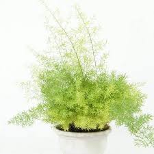 Image result for Asparagus divaricatus