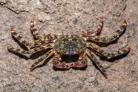 Image result for Lepidagathis scariosa