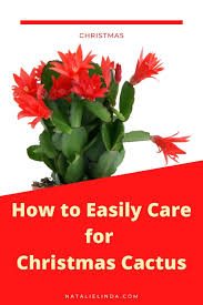 All the steps to caring for a christmas cactus plant, from how to water it and what kind of sunlight it needs to fertilization and more. How To Care For Holiday Cactus Aka Christmas Thanksgiving And Easter Cactus Natalie Linda Christmas Cactus Christmas Cactus Care Holiday Cactus