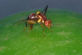 Tidak hanya sekadar mengganggu, lalat buah juga bisa membawa dampak buruk bagi kesehatan. Lalat Digunakan Membantu Temukan Obat Alzheimer Republika Online