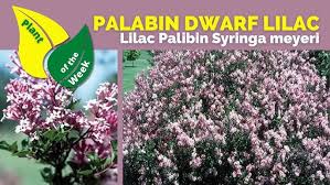 Image result for Syringa meyeri ´Palibin