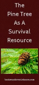 All you need to do is learn what they have to offer. Survival Uses For Pine Trees Survival Emergency Food Kits Survival Prepping For Beginners