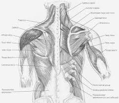 This page is about shoulder anatomy diagram,contains anatomy of the shoulder part 3 (muscular structures),anatomy of the shoulder part 3 (muscular structures),stuart kozinn, md scottsdale joint center,anatomy posters poster template and more. Human Shoulder Muscle Diagram Koibana Info Muscle Diagram Arm Muscles Shoulder Muscles